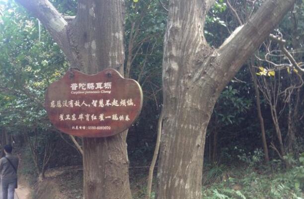 世界上最稀有的树:普陀鹅耳枥,全球仅此一颗(观音所种)
