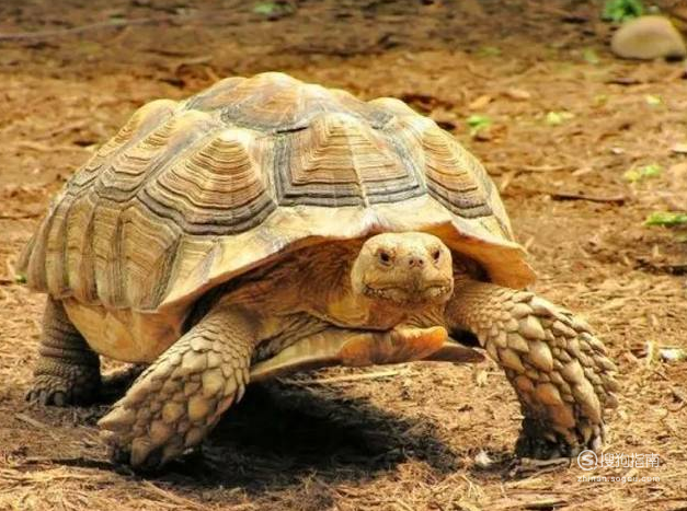 体型最大的乌龟是什么