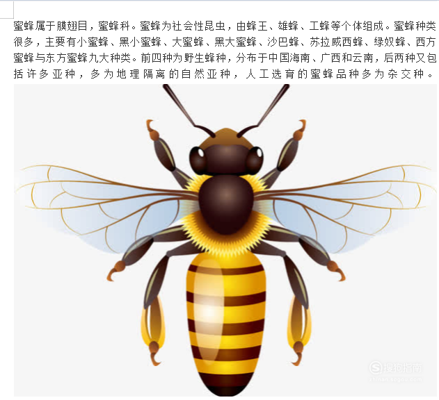 蜜蜂昆虫备忘录怎么写