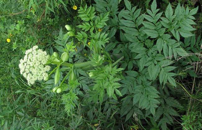 川芎种子多少钱一斤 川芎种子的栽植方法