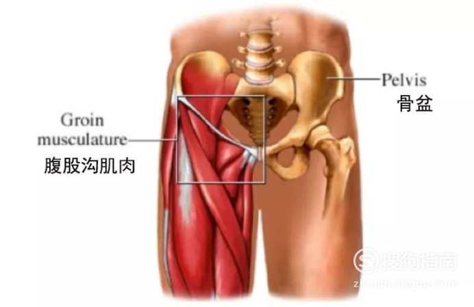 腹股沟区解剖的复习