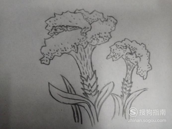 简笔画之鸡冠花