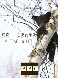 BBC：莉莉一头熊的生活