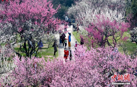 武汉东湖梅花盛开吸引游客 第1页