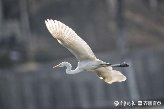 冬日美景 数十只鹭鸟“安家”济南小清河 第1页