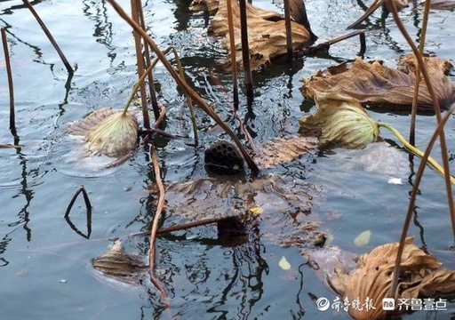 秋风起 济南明湖残荷似水墨 芳心入梦待明春(2) 第2页