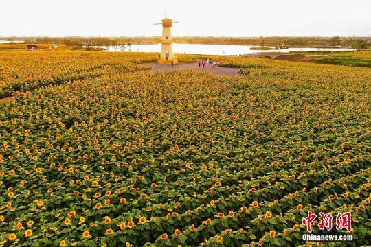 朝气蓬勃!1500亩向日葵迎风绽放美不胜收(5) 第5页