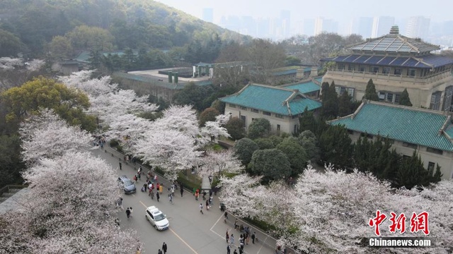 航拍武汉大学 游人共赴“樱花之约” 第1页