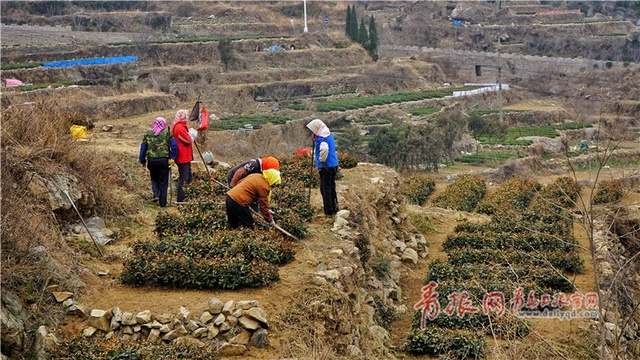 三月惊蛰 青岛海边地头一片繁忙景象 第1页