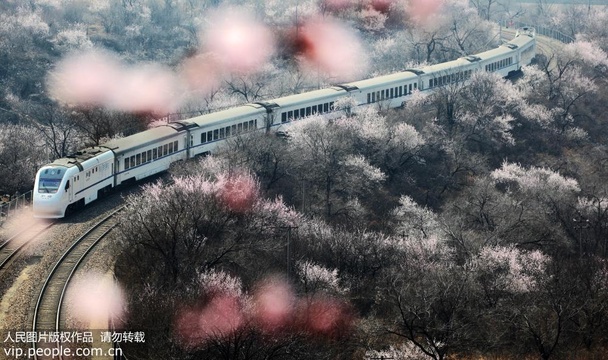 北京:游客乘市郊S2线列车欣赏花海美景 第1页