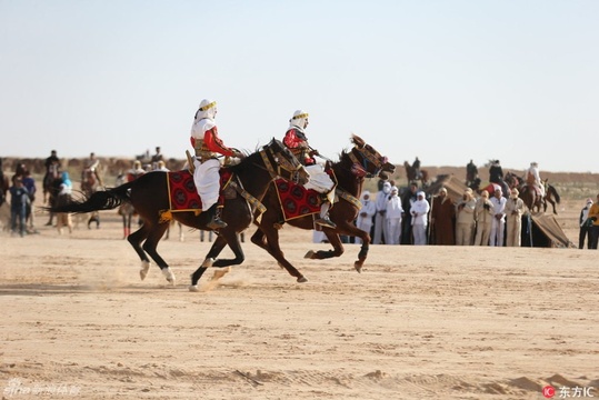 突尼斯国际撒哈拉节 赛马斗骆驼好不热闹(3) 第3页