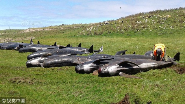新西兰多只巨头鲸搁浅死亡 岸边海水染成红色(6) 第6页