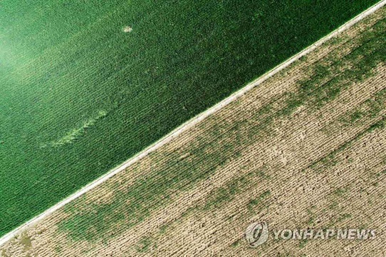 韩国全罗南道罗州水涝灾害严重 大面积稻田枯萎【组图】(4) 第4页