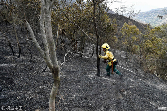 哥伦比亚森林火灾破坏严重 森林成焦土(4) 第4页