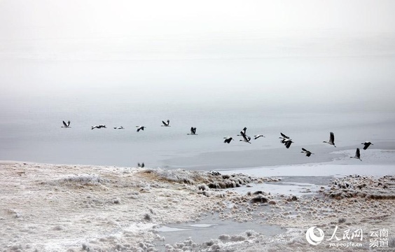 水墨昭通 大山包与黑颈鹤的“冰雪奇缘”(11) 第11页