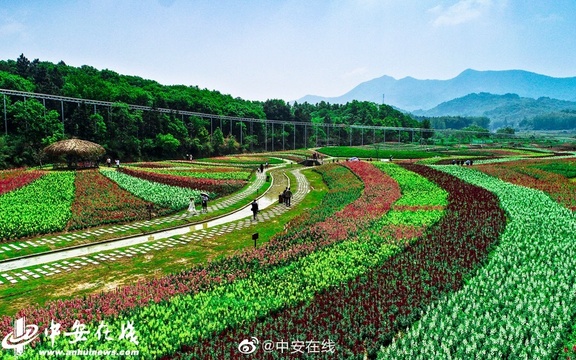 “五一”小长假期间,铜陵市钟鸣镇梧桐花谷景区鲁冰花园里(6) 第6页