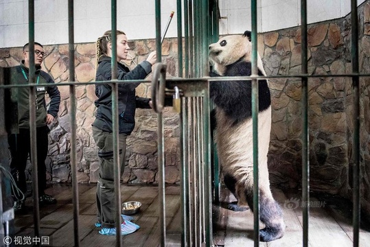 大熊猫将前往哥本哈根动物园 与丹麦饲养员亲切互动(4) 第4页