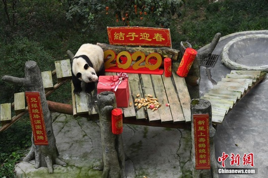 世界现存最长寿圈养大熊猫过新年 熊猫幼仔携礼给“曾祖母”拜年(7) 第7页
