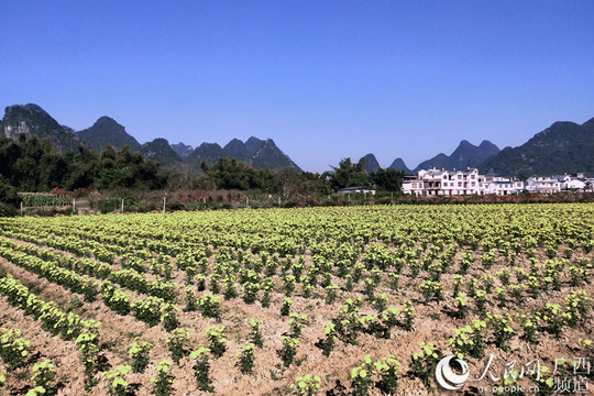 鹿寨:富硒皇菊迎丰收 脱贫致富有奔头 第1页