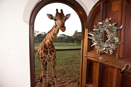 肯尼亚长颈鹿不当自己外人 &quot;打劫&quot;游客早餐(6) 第6页