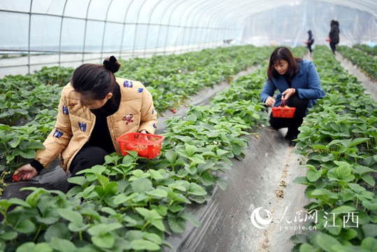 高清图:大棚果蔬飘香迎客来(2) 第2页