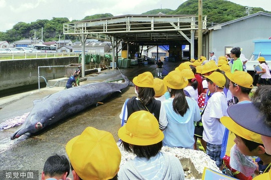 日本千叶县组织小学生现场观摩鲸鱼解剖 第1页