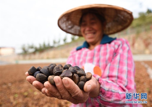 【高清】贵州松桃:金秋油茶喜丰收(3) 第3页