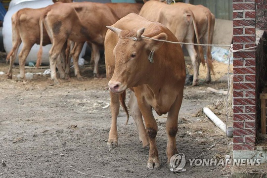 韩国上屋顶躲洪水“劫后余生”的黄牛产下双胞胎(6) 第6页