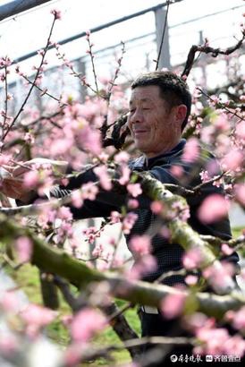 鲁南“雨水”桃花朵朵开 这才是春色满园 第1页