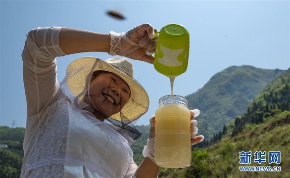 峡江橘花开 引来“采蜜客”(2) 第2页