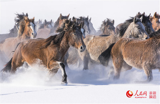 新疆昭苏:天马踏雪竞风流(组图) 第1页