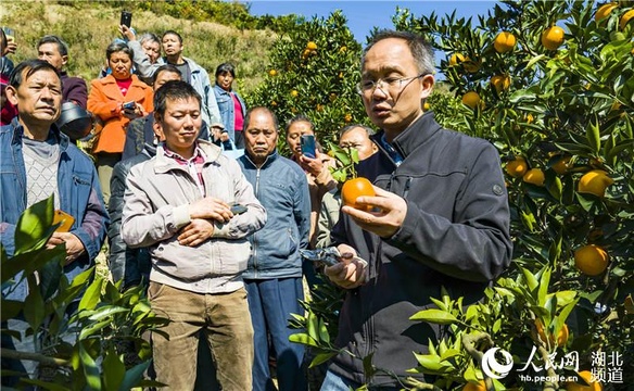 湖北秭归:专家进田头 致富有劲头(2) 第2页