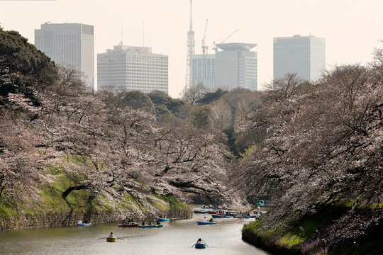 日本迎樱花季 游人徜徉花海 第1页