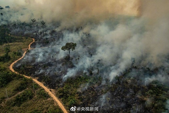 揪心!亚马孙雨林着火点超7万处(6) 第6页