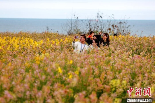 福建妈祖故里:多彩油菜花绚丽绽放(4) 第4页