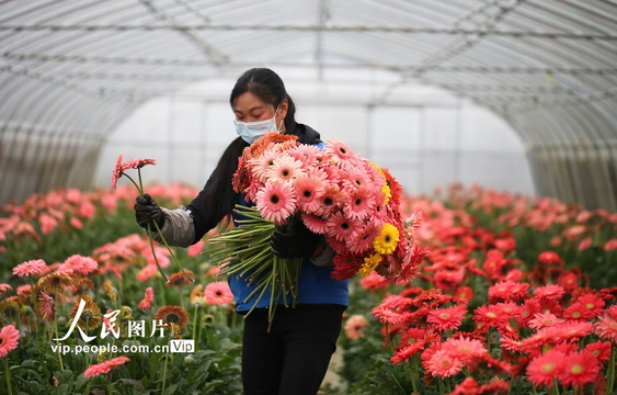 贵州黔西:采摘鲜花供应市场 第1页