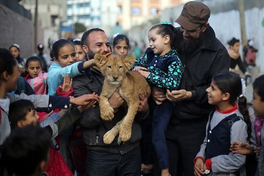 加沙地带难民营现小狮子 引发小朋友围观 第1页