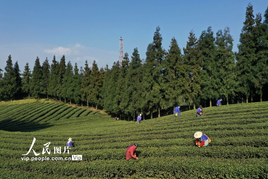 重庆北碚:明前春茶采摘忙(3) 第3页