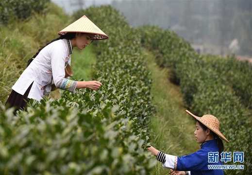 气温回升 贵州春茶陆续开采(4) 第4页