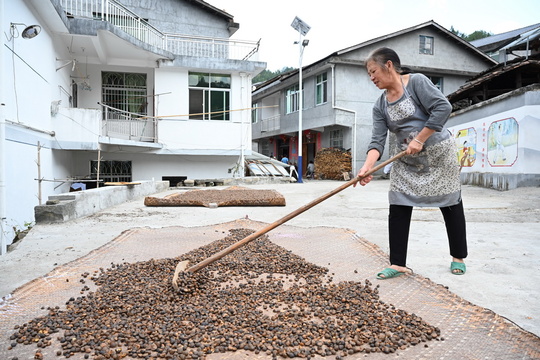 福建三明:革命老村的红色振兴(4) 第4页