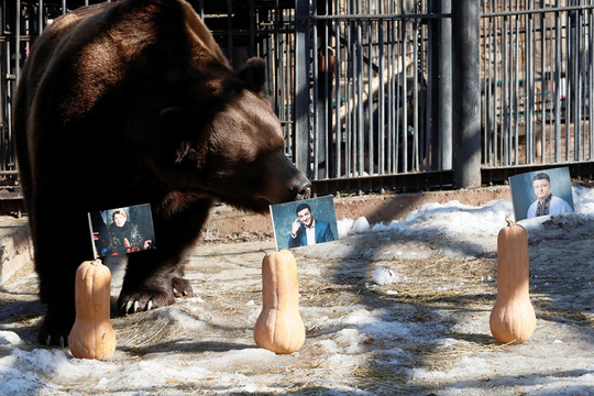 乌克兰大选将至 俄罗斯一动物园派熊预测结果(3) 第3页