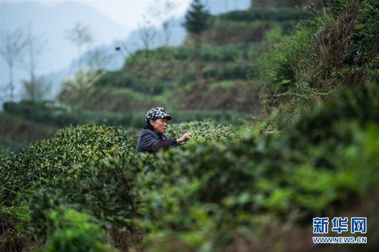 气温回升 贵州春茶陆续开采 第1页