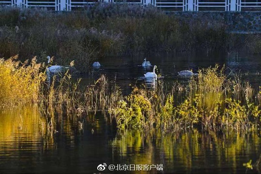 密云首次迎来野生天鹅栖息(2) 第2页