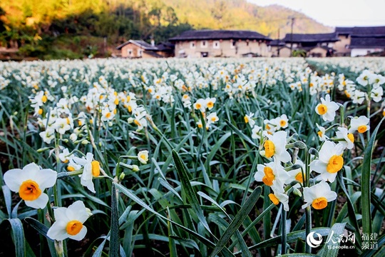 福建南靖县:水仙花迎花期 花田芳香四溢(3) 第3页