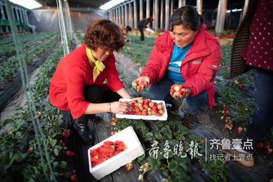 诸葛镇的扶贫大棚里 草莓甜花儿艳(2) 第2页