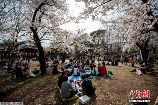 日本东京樱花正当时 游人戴口罩享春光(3) 第3页