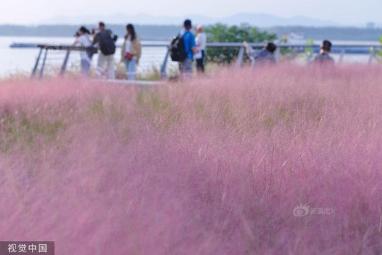 南京:粉黛乱子草进入盛开期 如梦如幻胜仙境 第1页