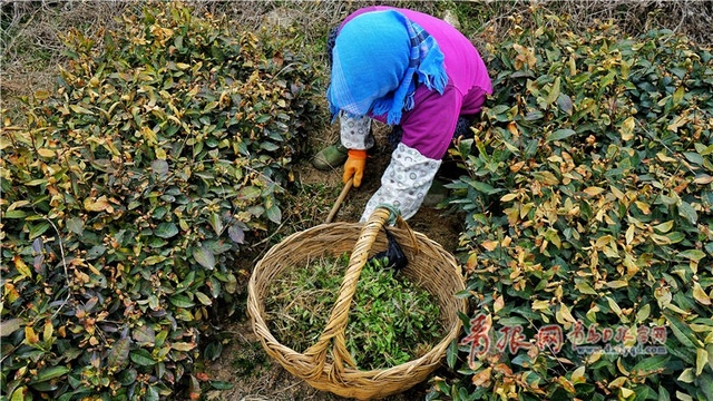 三月惊蛰 青岛海边地头一片繁忙景象(2) 第2页