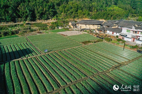 福建南靖县:水仙花迎花期 花田芳香四溢(6) 第6页