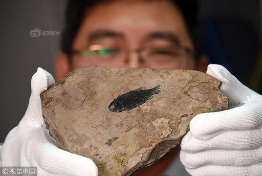 中国发现世界最早铰齿鱼类新属种 第1页